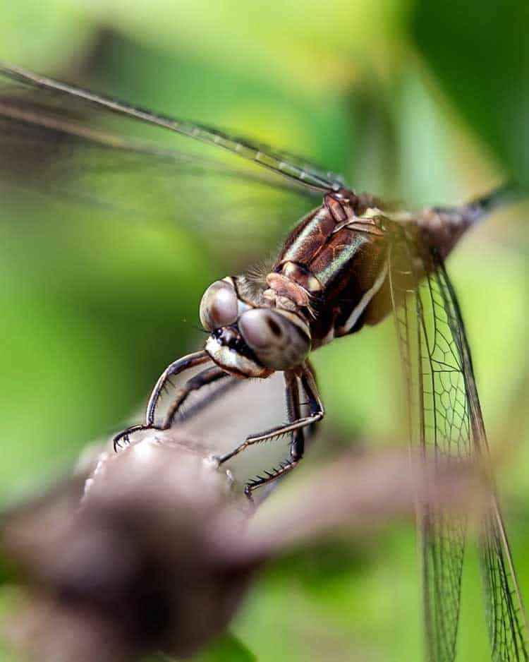 dragonfly progress and growth