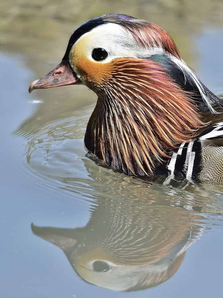 Duck Symbolism: Spiritual Meaning With A Watery Connection