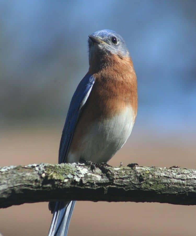 Bluebird in Japanese Culture