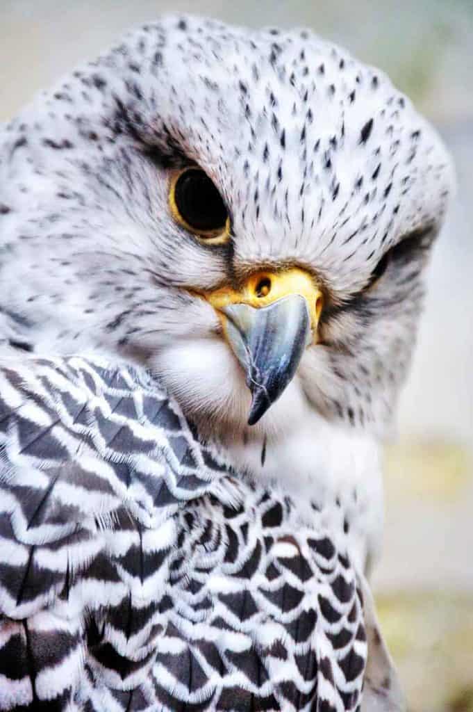 falcon spiritual meaning