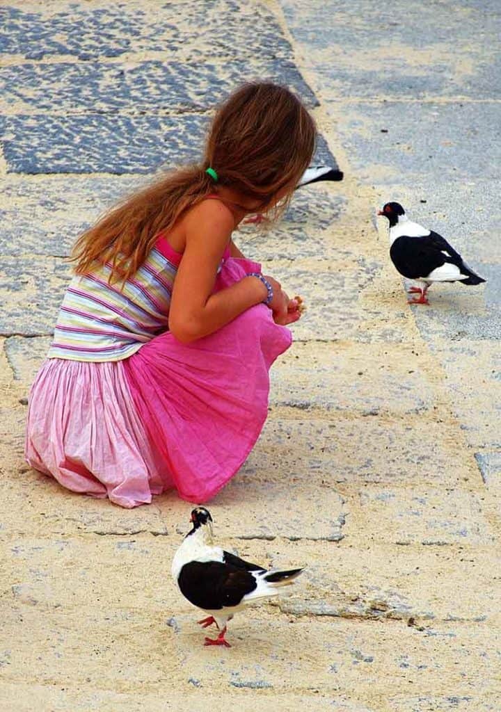 feeding pigeons