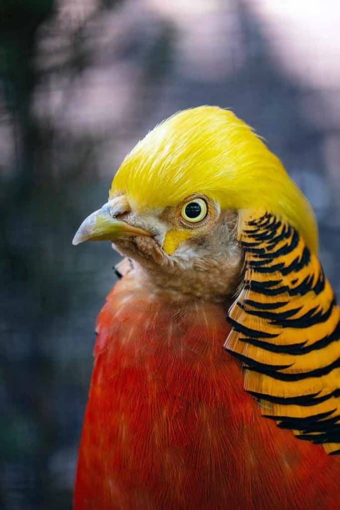 golden-pheasant symbolizing luck