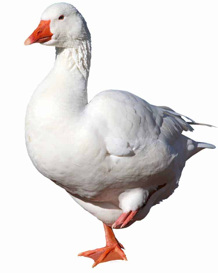 goose-Spiritual-Communicator