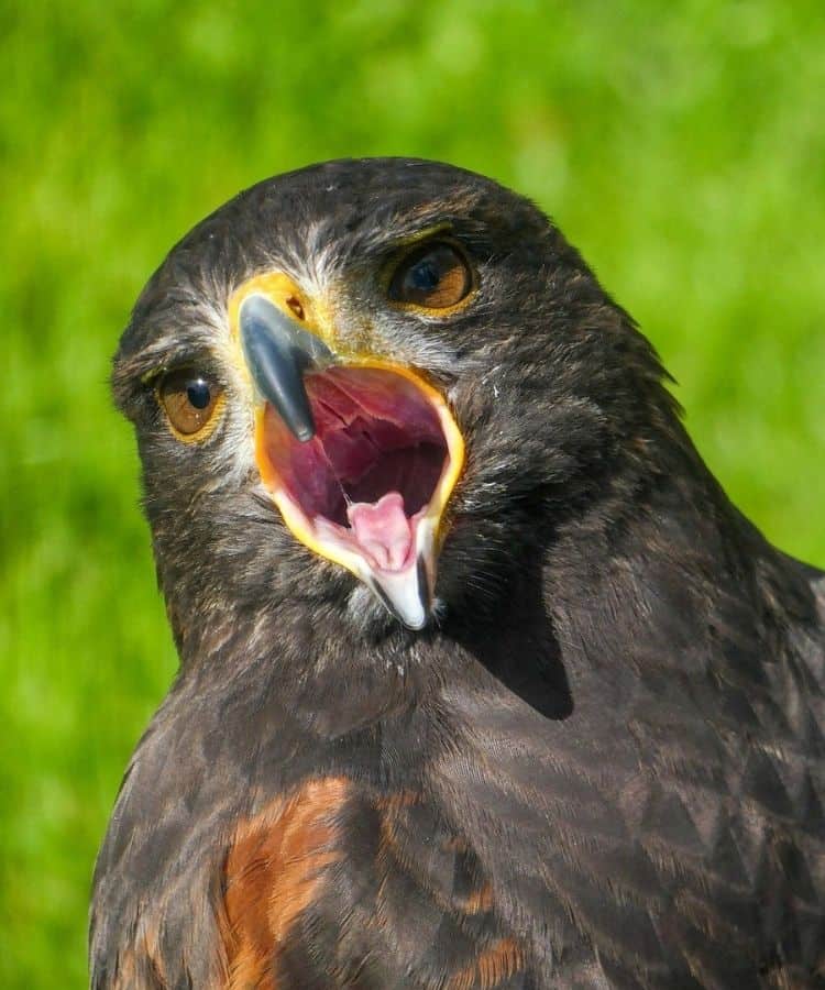 harris hawk2 What is the Meaning behind the Hawk Cry?