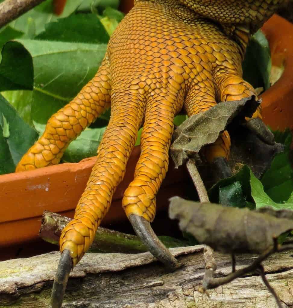 The Lizard's Spiritual Meaning - The Guide To Symbolism And Meaning The Lizard's Spiritual Meaning - The Guide To Symbolism And Meaning