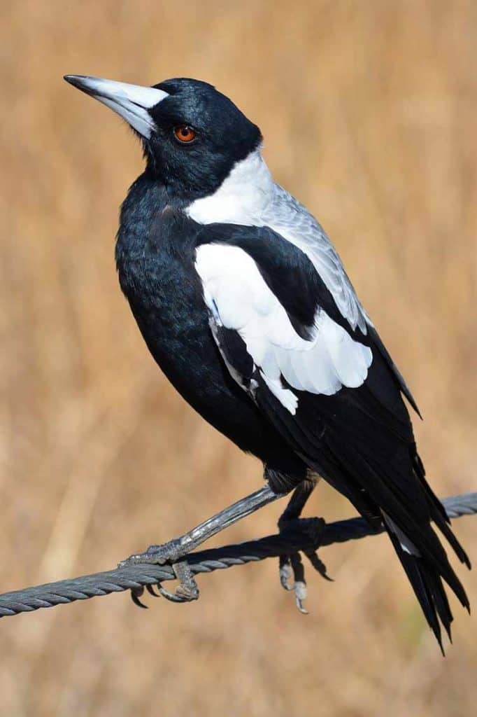 magpie symbolic meaning