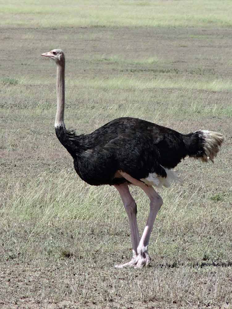 Ostrich heavy bird