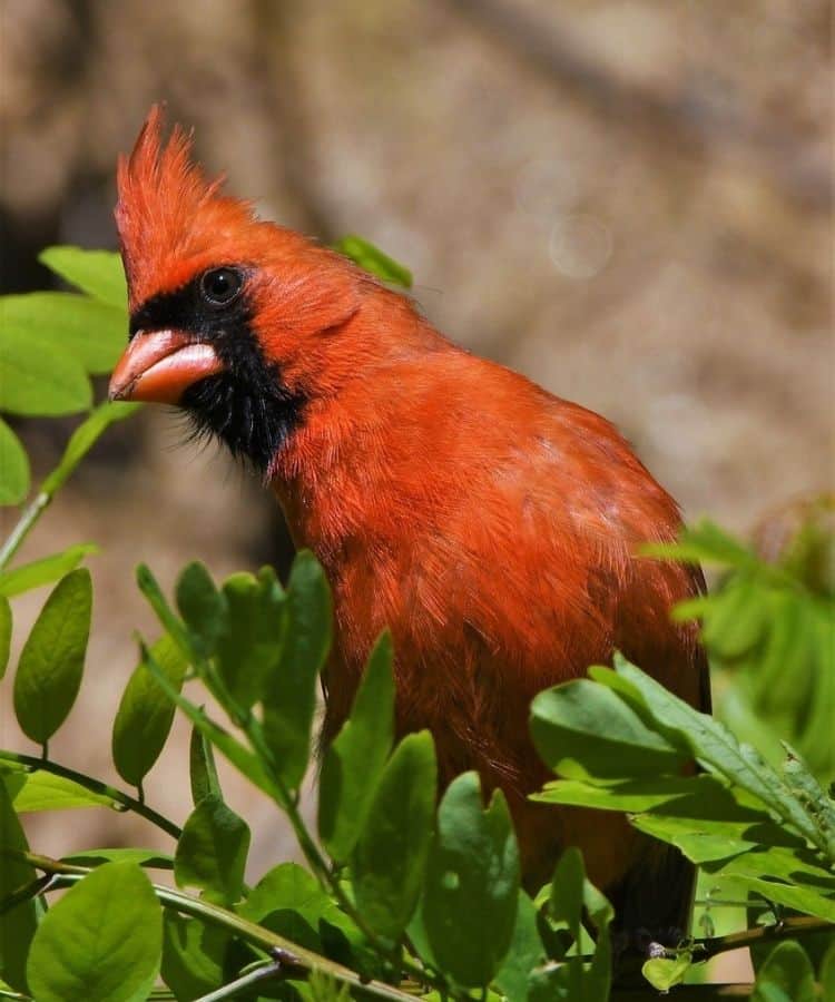 red cardinal bible