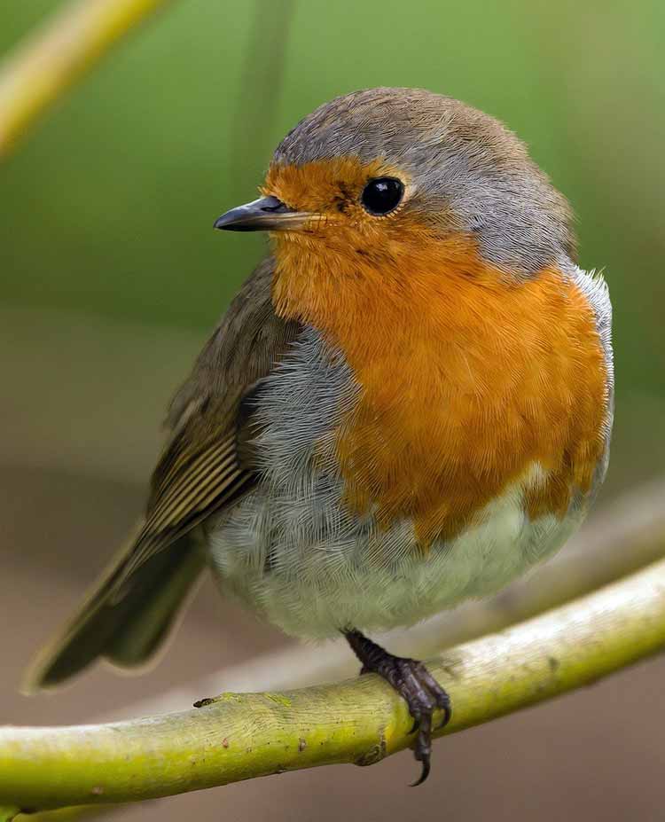 robin symbolism in different cultures Bird Symbolism Uncovered: Unlock the Spiritual Meanings in Our Feathered Friends