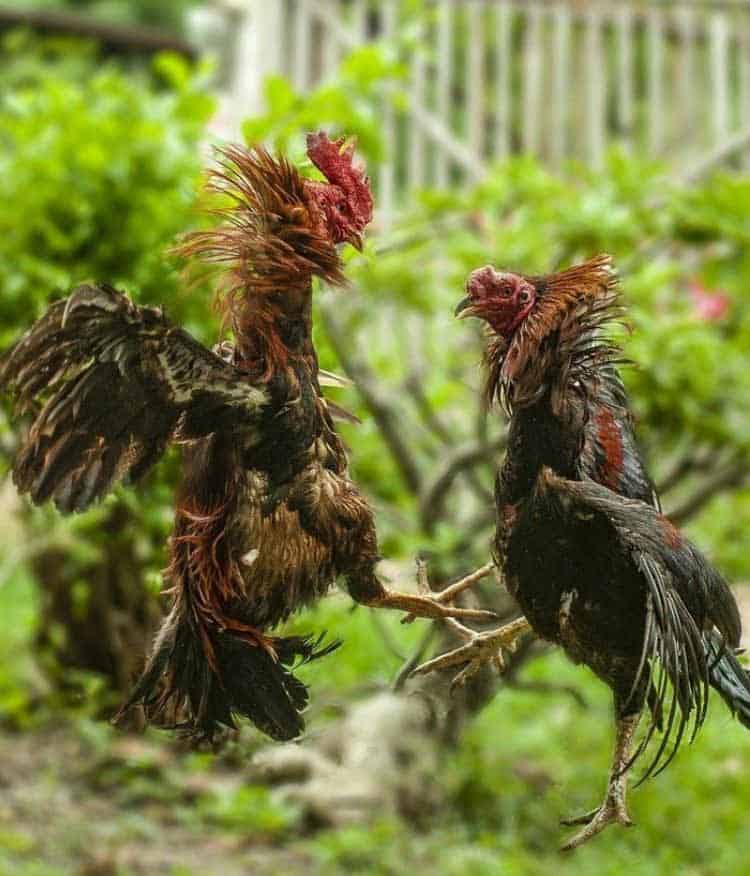 roosters fight symbolism