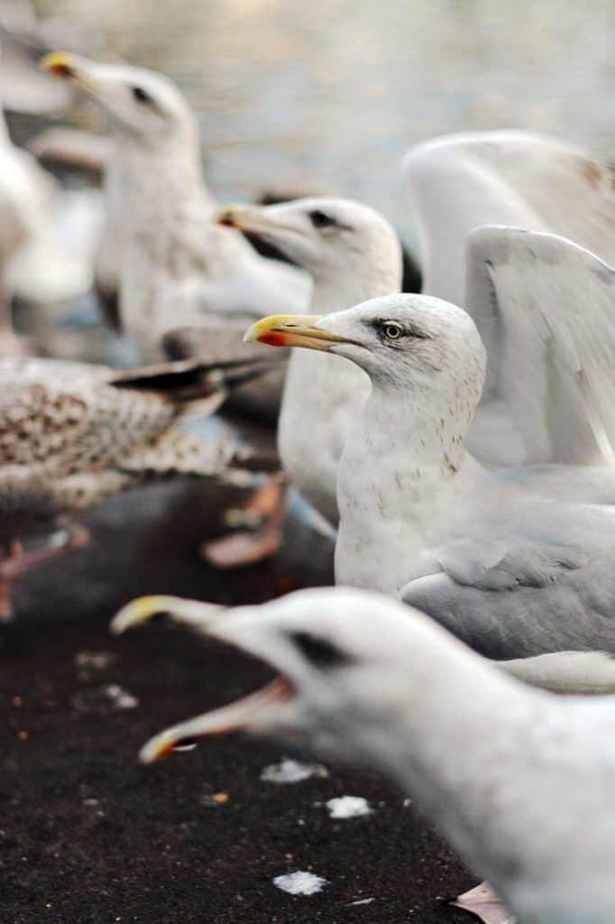 seagull spiritual meaning