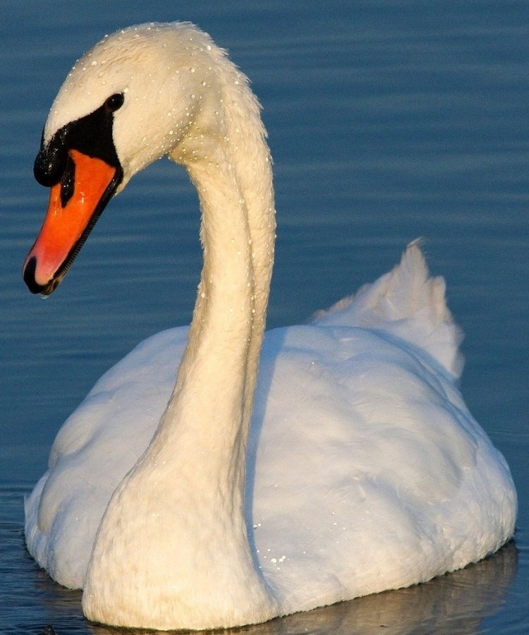 Swan is hungry