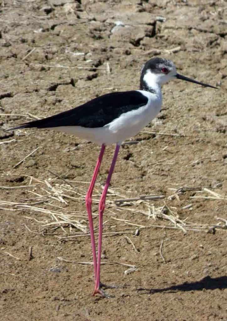 very thin bird How Much Does a Bird Weigh?