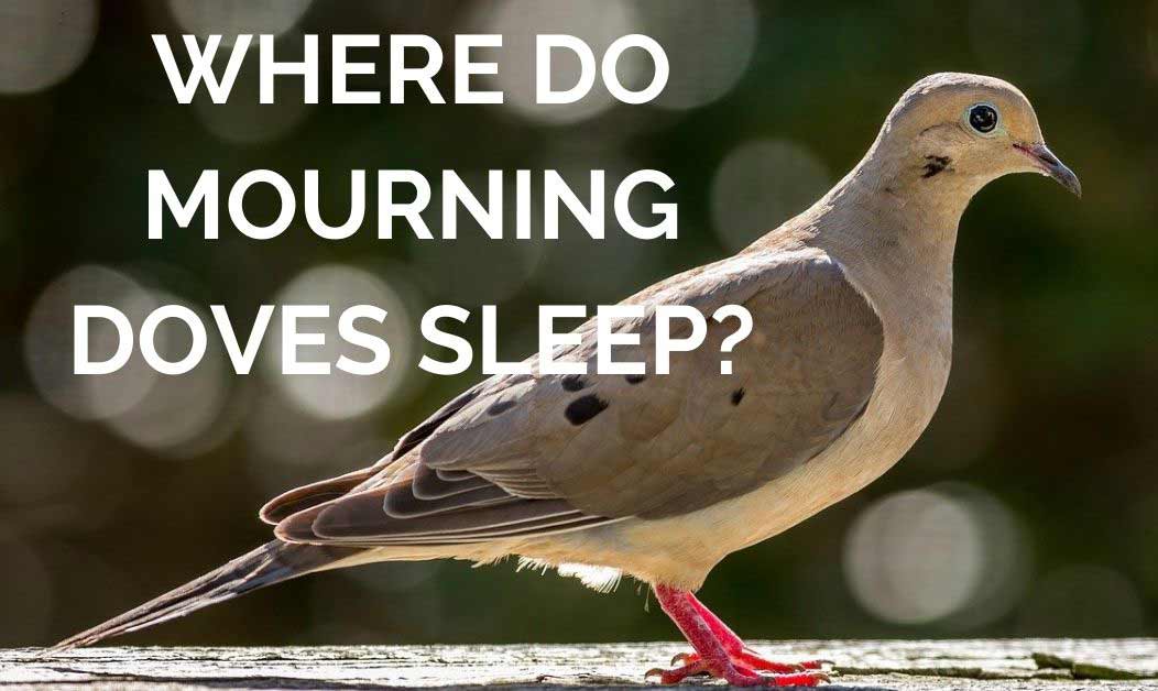 where mourning-doves sleep