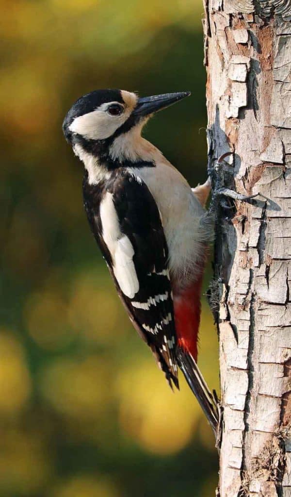 woodpecker spirit animal