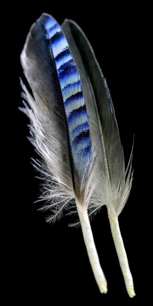 Blue Feather