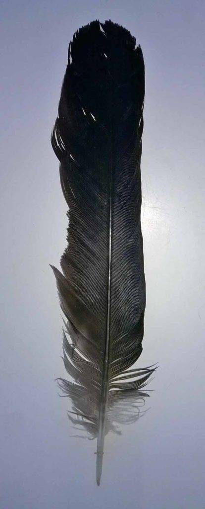 black feather