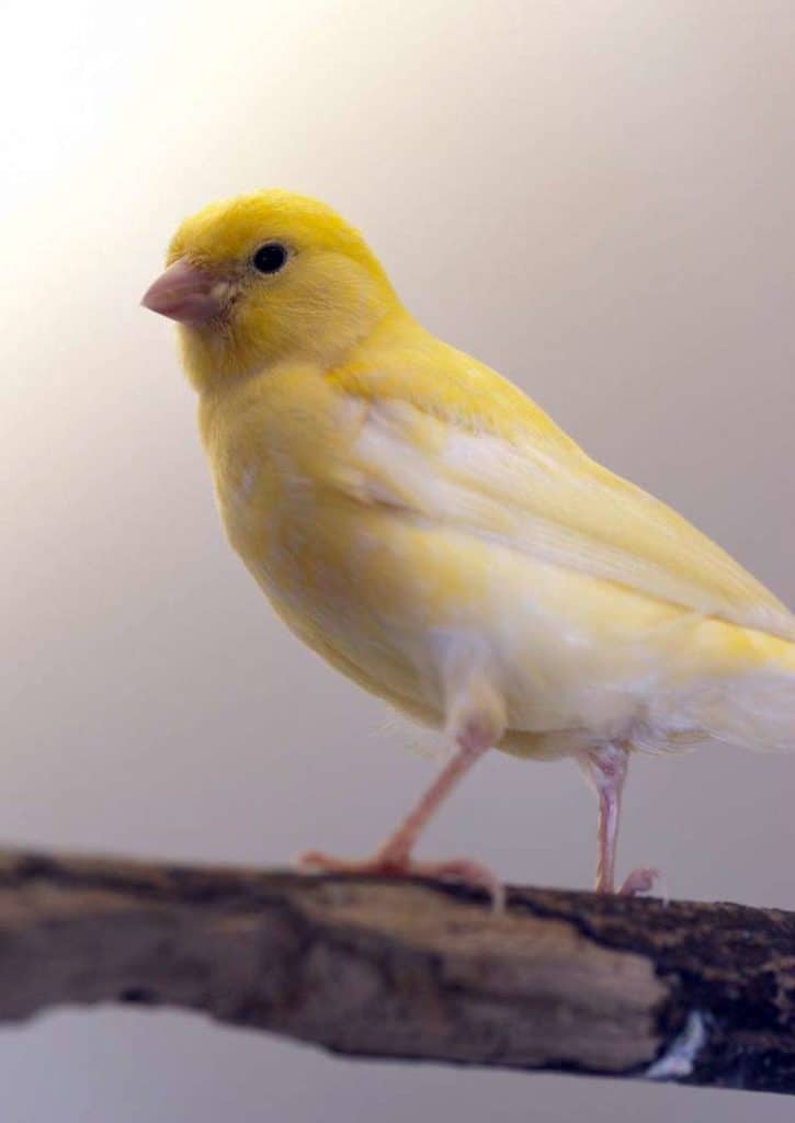 canary bird