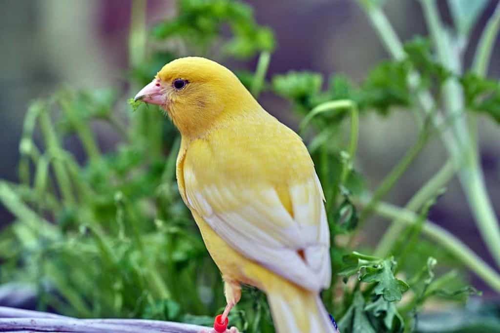 canary symbolism
