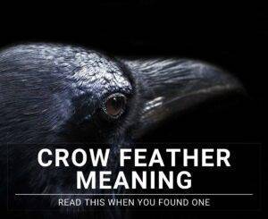 crow-feather-meaning