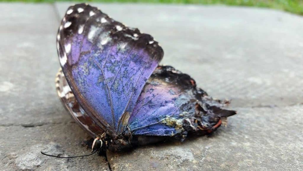 dead butterfly 