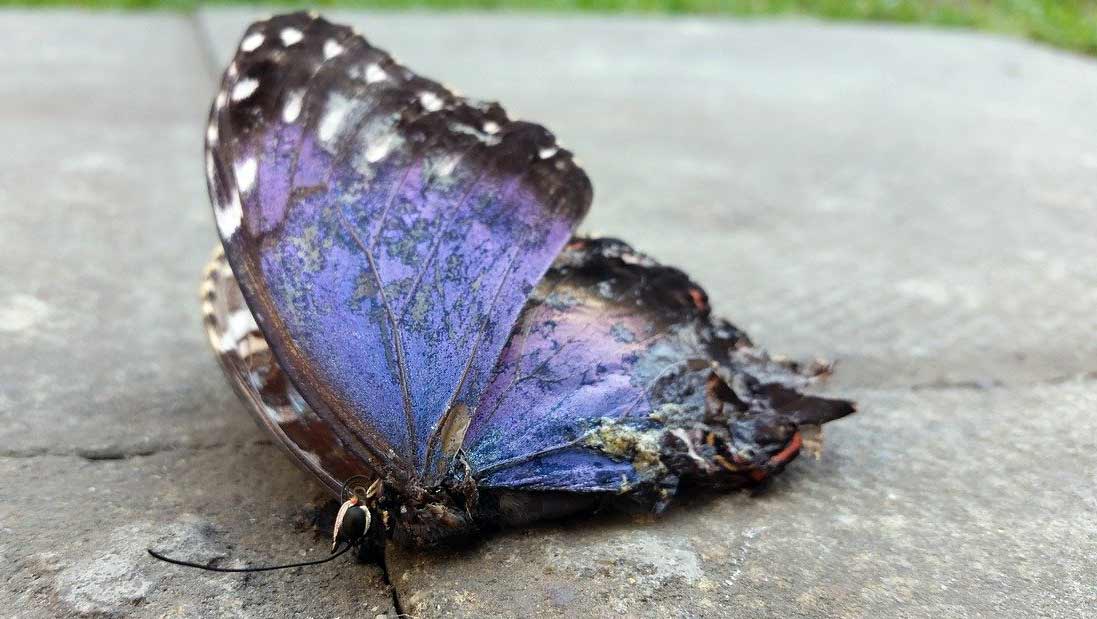 dead butterfly