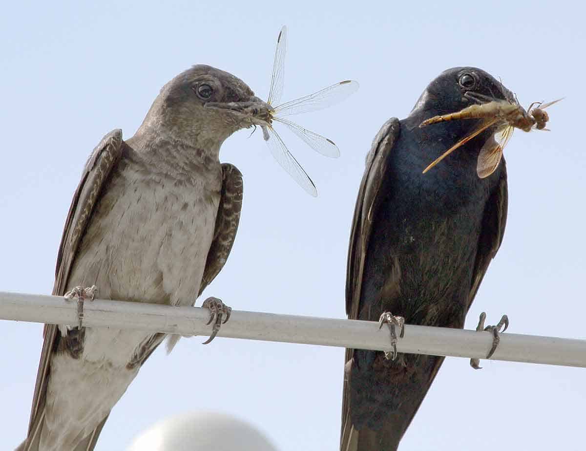 do birds eat dragonflies