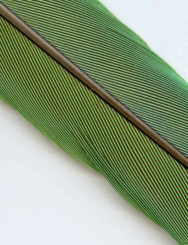 green feather