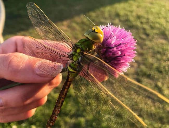 dragonfly, too big to eat