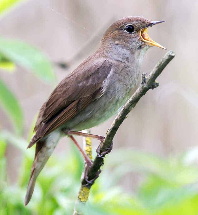 nightingale singing