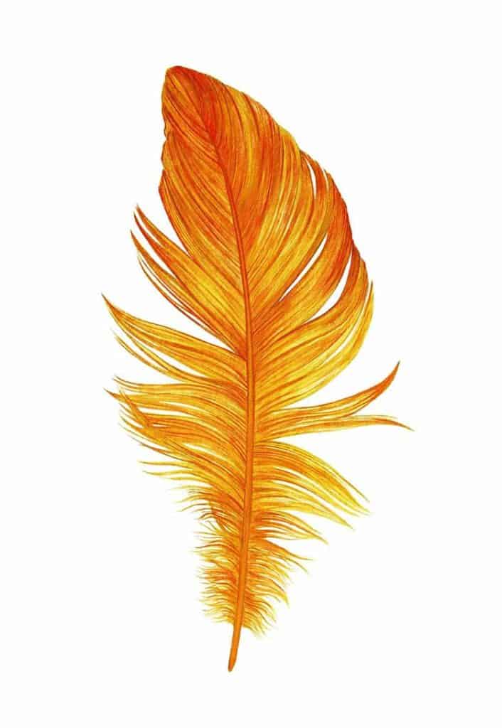 orange feather