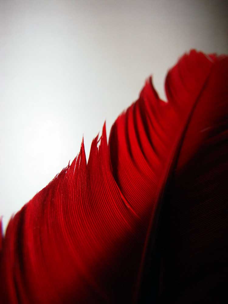 red feather - Feathers Appear When Angels Are Near