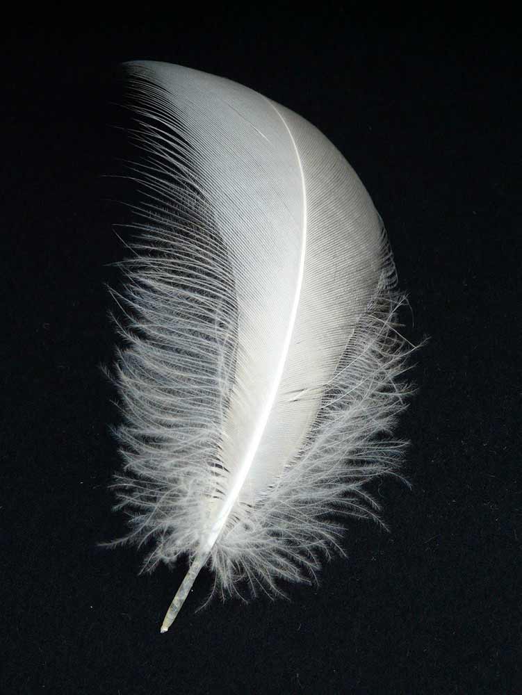 white feather