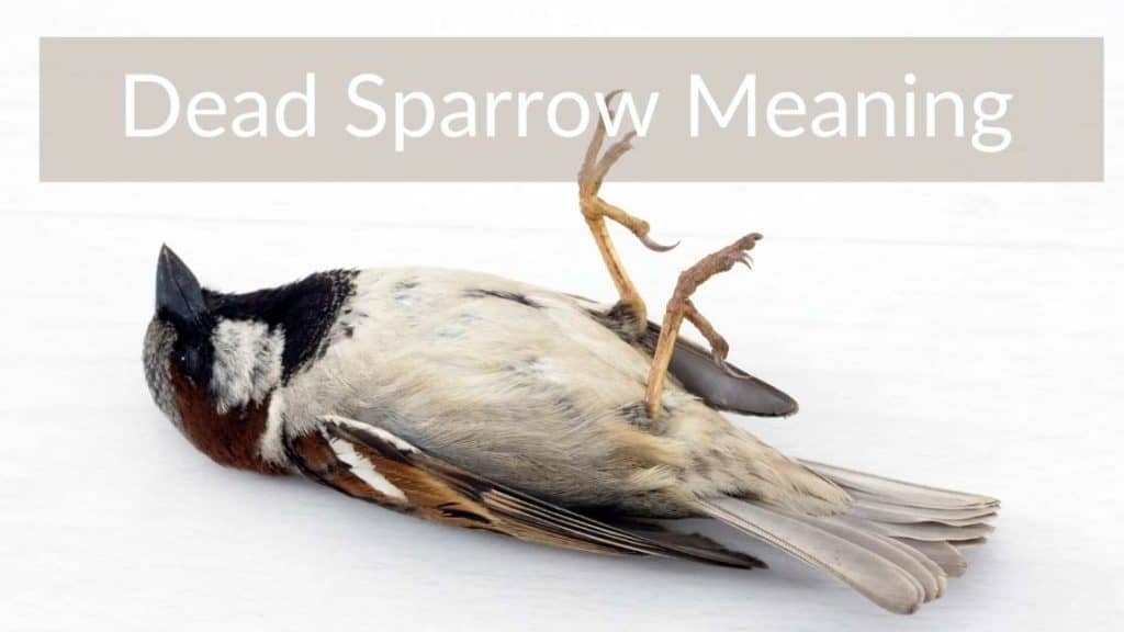Dead Sparrow Meaning