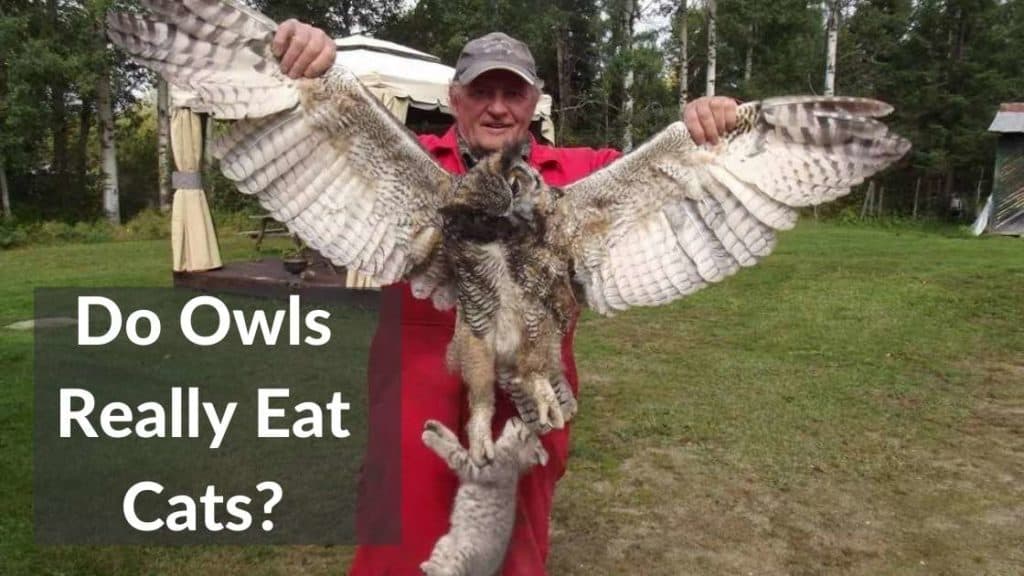 Do Owls Eat Cats