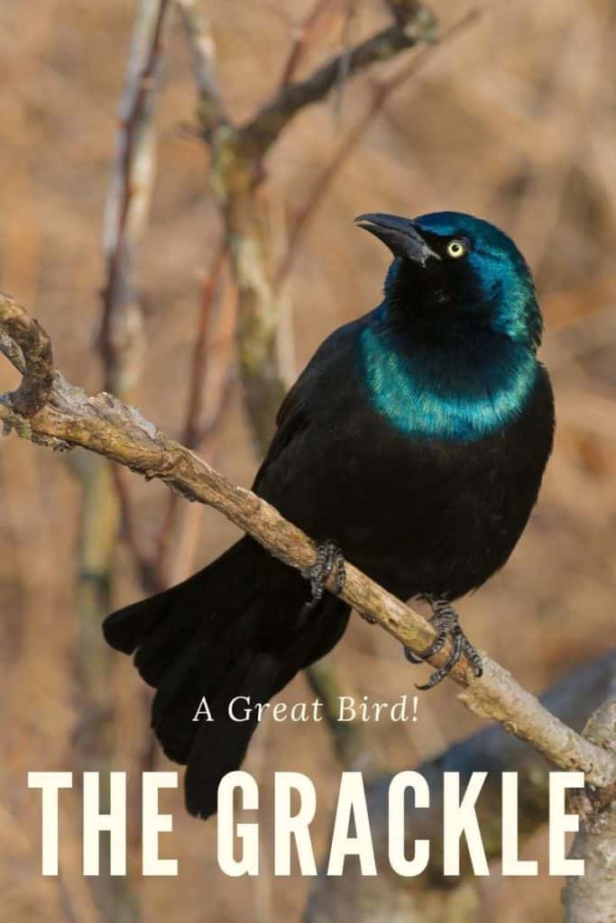 Grackle, a great bird