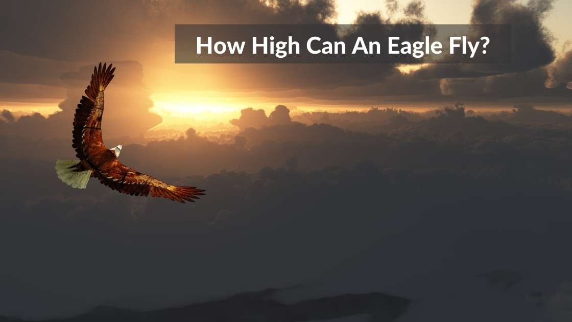 How High Can An Eagle Fly