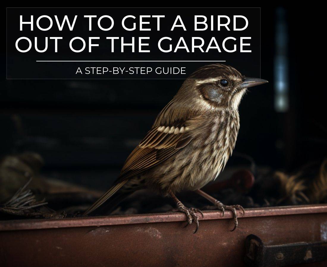 How To Get A Bird Out Of The Garage