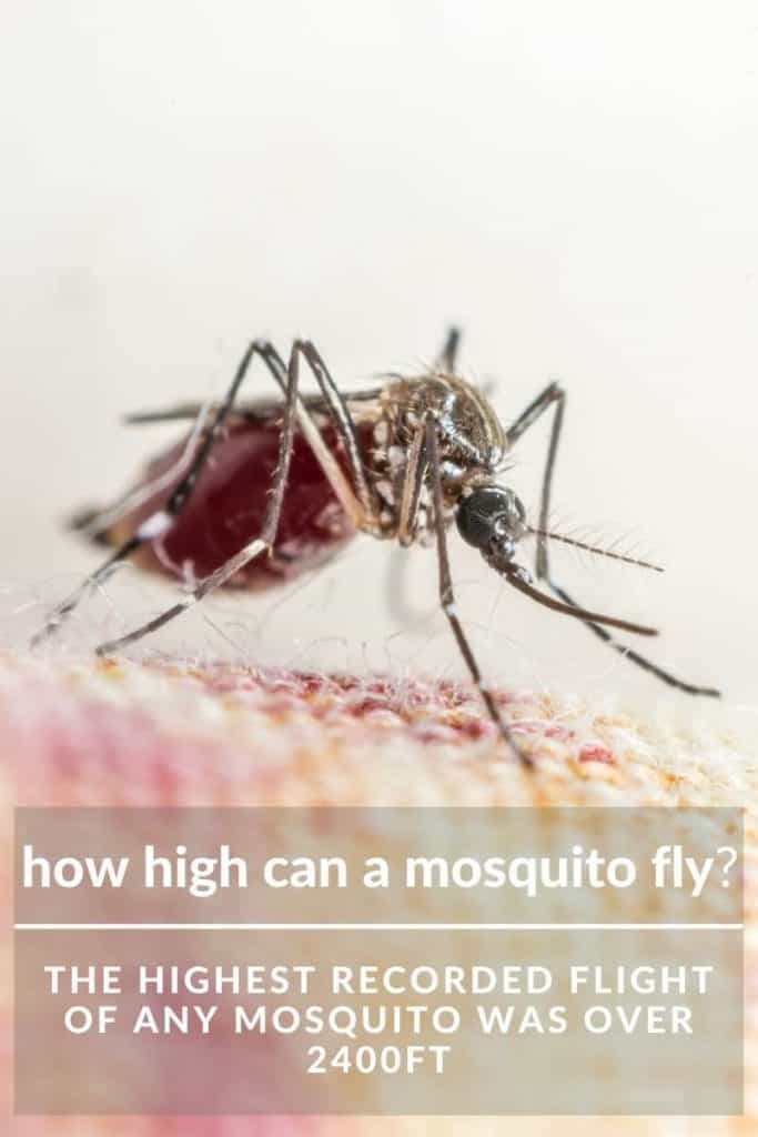 how high mosquito fly