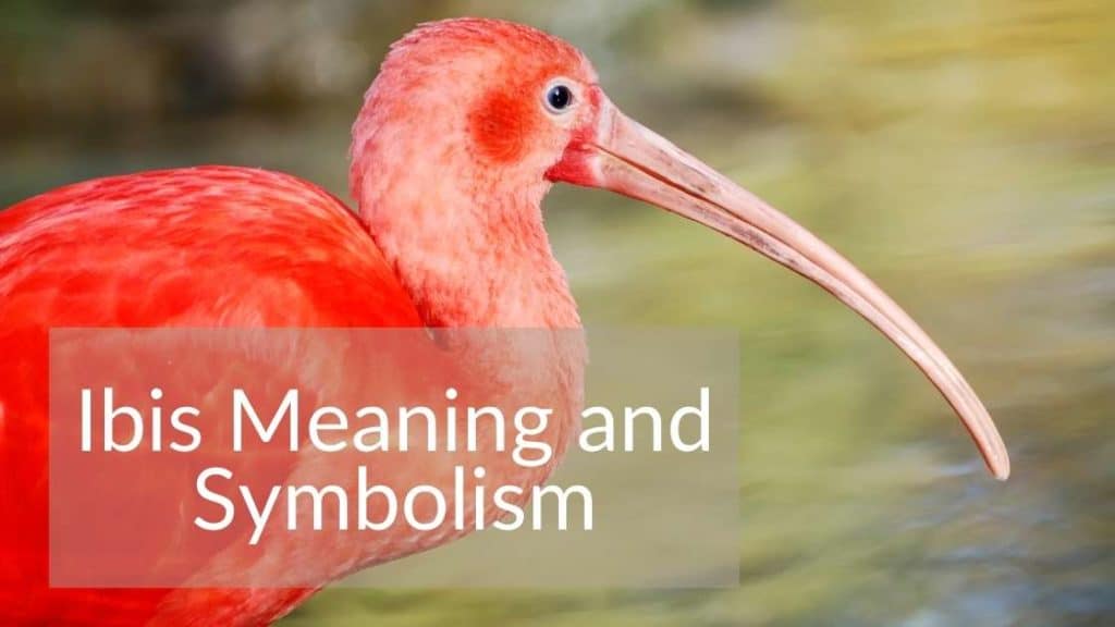 Ibis Meaning Symbolism