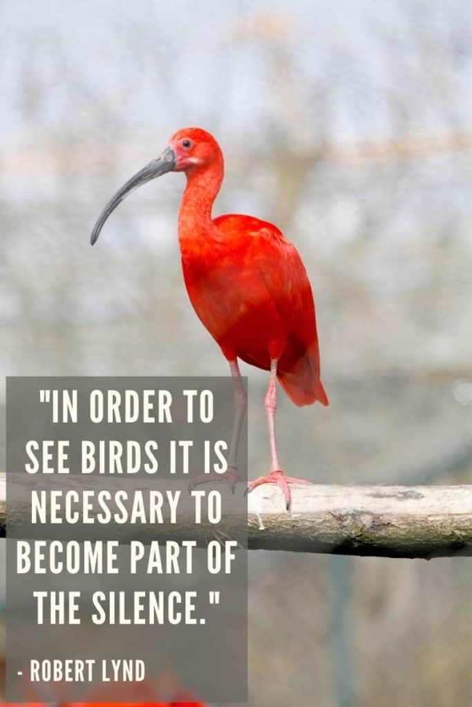 Ibis Quote