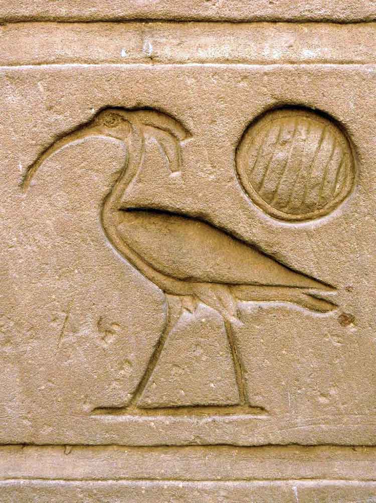 Ibis in Egypt