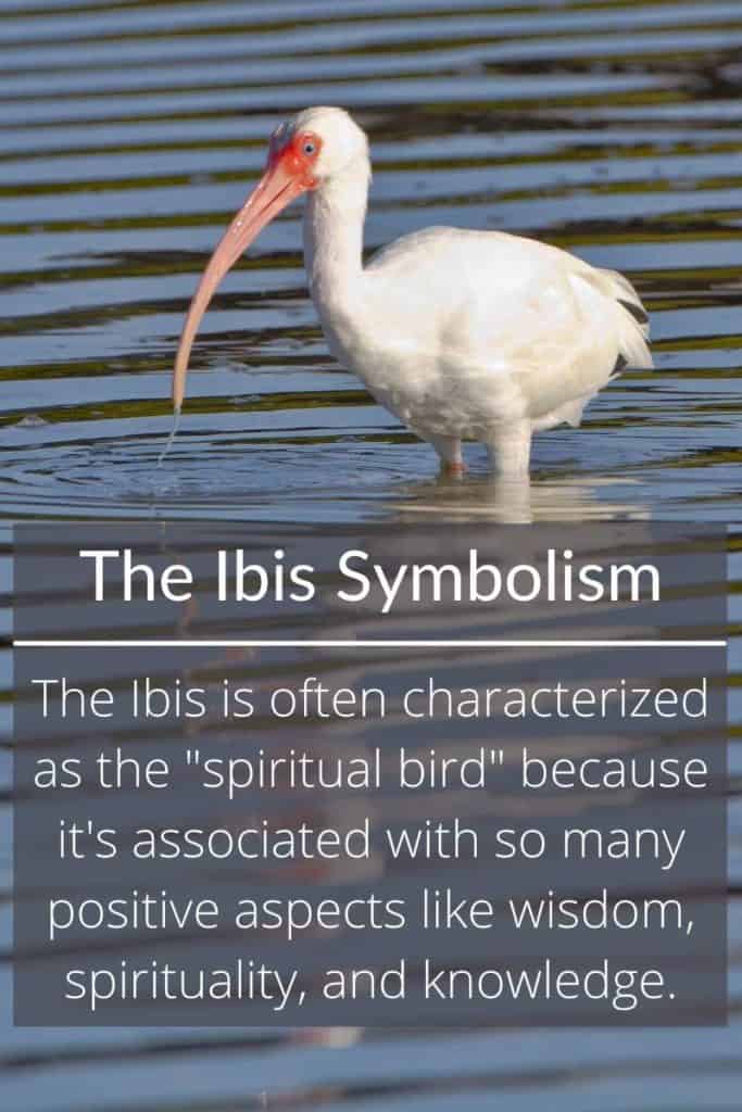 Ibis symbolic meaning