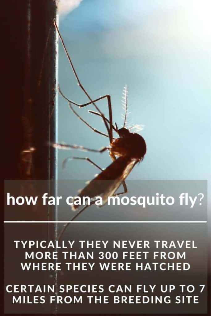 Mosquito can Fly 7 miles How Far Can A Mosquito Fly?