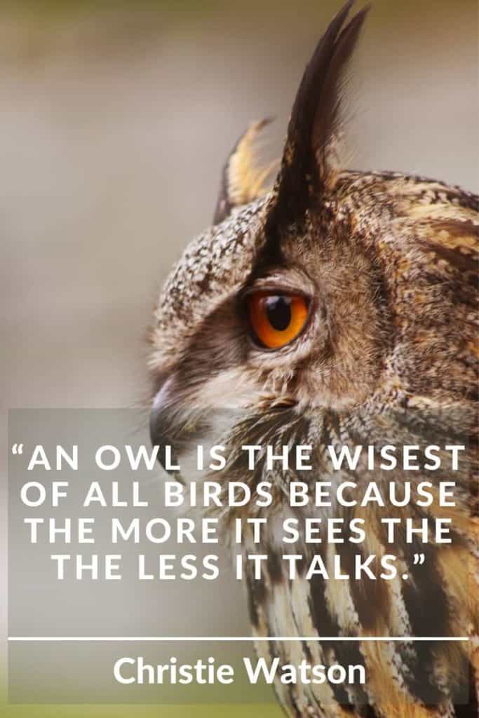owl wise bird