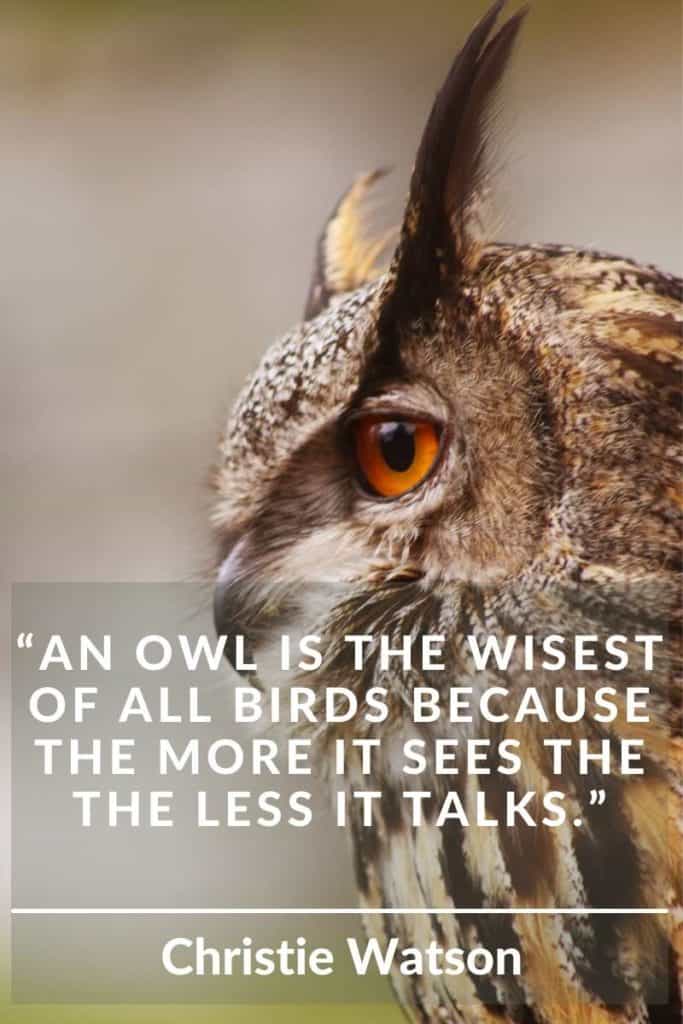Owl Feather Meaning: What Is The Symbolism Behind This Spirit Animal? Owl Feather Meaning: What Is The Symbolism Behind This Spirit Animal?