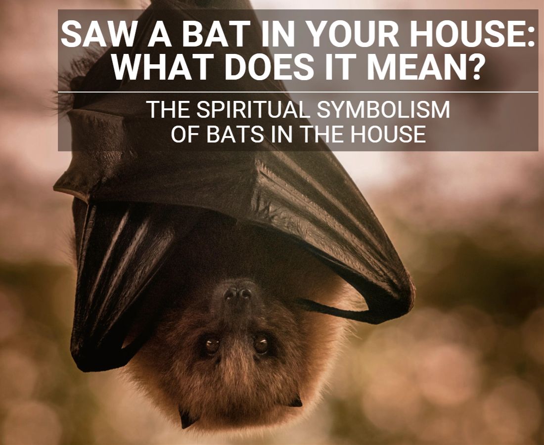 Spiritual Symbolism Bats in house