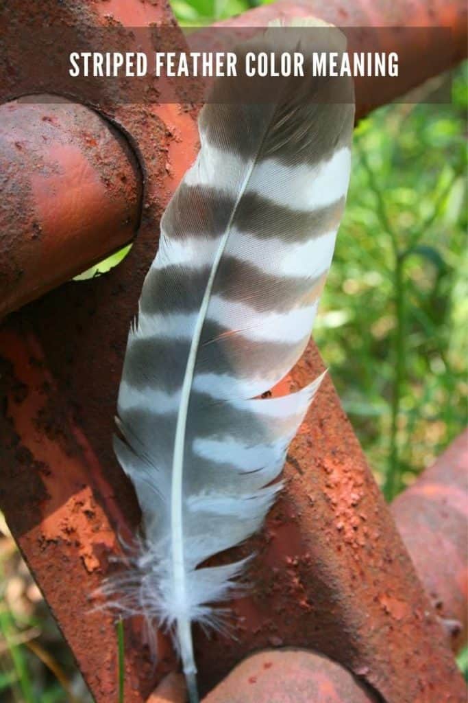 Striped Feather Color Meaning