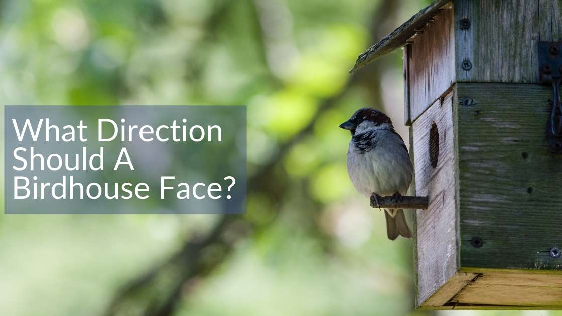 What Direction Should A Birdhouse Face