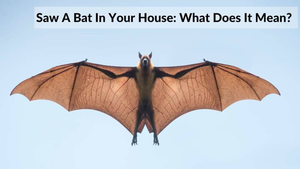 bat in house meaning